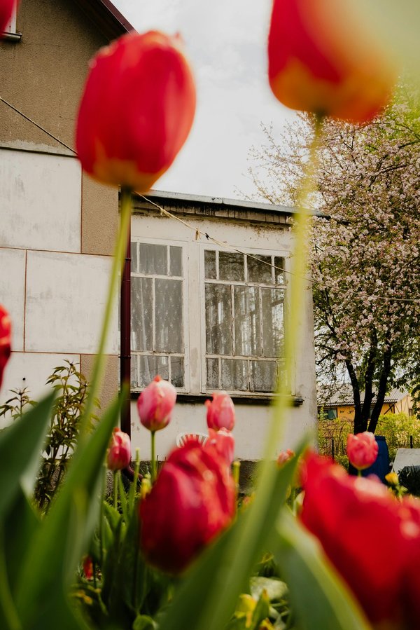 Inspirez-vous : astuces et tendances pour votre blog maison et jardin